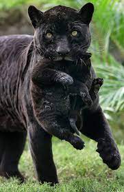 We did not find results for: Black Jaguar Baby Zooborns