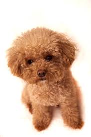 We have a beautiful litter of standard poodle puppies now looking for loving homes. Toy Poodle Puppy Http Www Localpuppybreeders Com Toy Poodle Dog Breed Information Toy Poodle Puppies Poodle Puppy Yorkie Poo Puppies