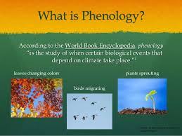 Phenology Project