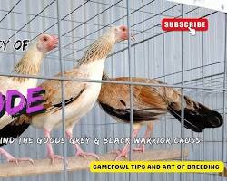 Image of Joe Goode Grey gamefowl silver dark hennie