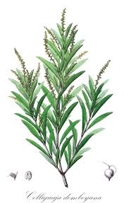 Image result for Cephalocroton mollis