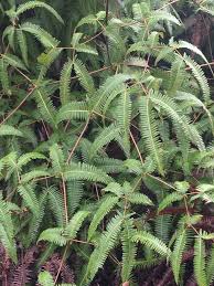 Image result for Dicranopteris linearis