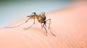 Because culex bite animals and people, they live outdoors or near homes. Do Mosquitoes Feel The Effects Of Alcohol Bbc Future