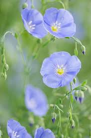 Blue Flax Flax Flowers Flowers Photography Purple Flowers