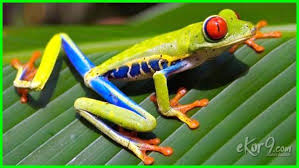 Kalau nggak ada huruf b, dijamin nggak ada yang mau dan doyan. 10 Contoh Hewan Yang Suka Melompat Paling Tinggi Di Dunia Ekor9 Com Ekor9 Com