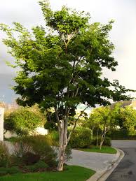 Image result for Caesalpinia ferrea