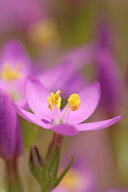 Common Centaury Bach Flowers Healing Flowers Bach Flower Remedies