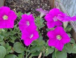 What Is Eating The Flowers On My Petunia Plants Hunker Petunia Plant Petunias Container Flowers