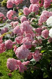 Image result for Hydrangea arborescens Pink Anabelle