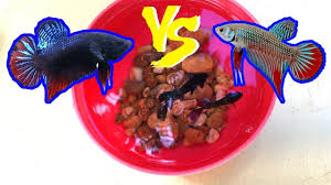 And i have failed with breeding them several times in the past. Fighter Fish Big Giant Betta Vs Wild Betta Fish Fight