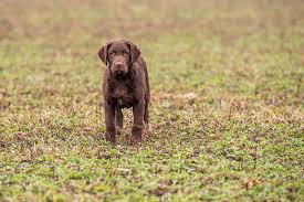 Image result for chesapeake bay retrívr