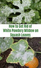 Easy to grow and prolific, squash is perfect for any size garden! How To Get Rid Of White Powdery Mildew On Squash Leaves One Hundred Dollars A Month