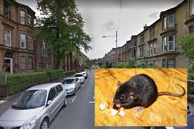 Rats & mice mice are much smaller than rats. City Faces Huge Rat Infestation Admits Glasgow Councillor Glasgow Live