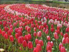 hd صور طبيعة مناظر طبيعية جميلة خلفيات شاشه موبايل جوال كيوت ايفون تلفون كمبيوتر red peppercorn plants