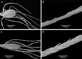 Image result for Brachythrix