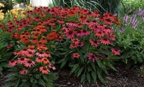 Plant sage in the front or middle of the border in a sunny spot. Perennial Flowers Plants And Gardens Garden Design