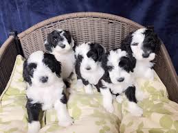 Joy is a f1b mini sheepadoodle estimated weight is 35lb to 45lb she was vet checked and will be up to date with all vaccines and worming her mom gypsie is a 70lb black &. Doodle Puppies For Sale Ohio Hypo Allergenic Non Shedding Best Doodle Breeds Family Friendly Dogs What Is A Sheepadoodle Sheepadoodle For Sale Puppies