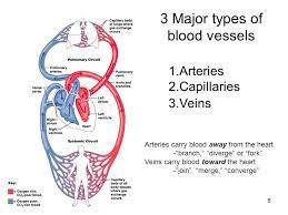 Coronary artery branches from the aorta and offers oxygen to the. Major Blood Vessels In The Heart Diagram Quizlet