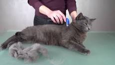 Image result for cat undercoat