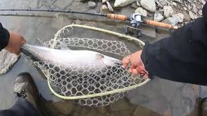 Spiralite rods hit the market with their release of spiral wrapped rods including a new saltwater series to be released soon! My First Steelhead On A Raven Rpx Spiral Wrap Rod On Hardware 2019 Youtube