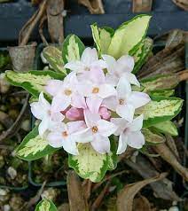 Find help & information on daphne × burkwoodii 'briggs moonlight' (v) from the rhs. Edelweiss Perennials Daphne X Burkwoodii Briggs Moonlight