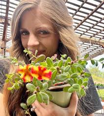 Portulaca! ❤️🪴 Commonly called Purslane or Moss Rose. A semi-succulent  plant with a huge variety of beautiful flowers and succulent leaves. It  loves full sun and does well in heat and drought