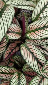 4 live plant calathea whitestar super rare one of my top 3 calathea in 2021 plants calathea plant colorful plants