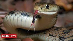 Like all other squamates, snakes are ectothermic, amniote vertebrates covered in overlapping scales. Indonesian Police Use Snake To Scare Papuan Man Bbc News