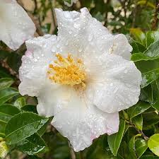 Raindrops Morningwalk Camellia In 2020 Photo Instagram Instagram Photo