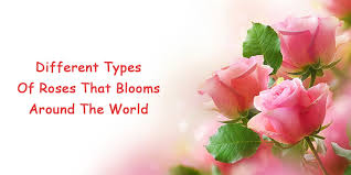 Check spelling or type a new query. Different Types Of Roses Most Popular Types Of Roses Around The World