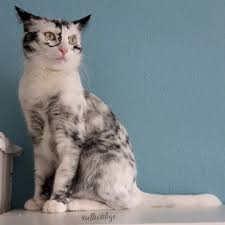 1080x1080 cat pfp fan art blaze the cat by. Meet The Vitiligo Cat With A Influencer Worthy Instagram Living Dappled