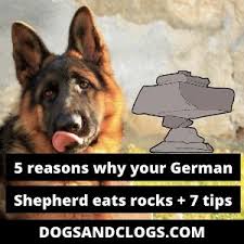 Maybe you would like to learn more about one of these? 5 Reasons Why Your German Shepherd Eats Rocks 7 Tips