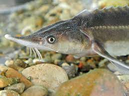 Sturgeon is the common name for the 27 species of fishes belonging to the family acipenseridae. Saving The Danube Sturgeon Regional Policy European Commission