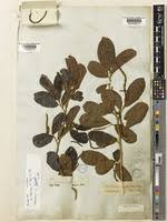 Image result for Antidesma venosum