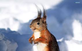 Beautify your iphone with a wallpaper from unsplash. Squirrel Wallpaper 1680x1050 46695