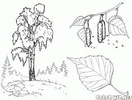 Ausmalbilder dschungelbuch kaa ausmalbild mogli zieht am schwanz kaa der schlange. Malvorlagen Lindenbaum