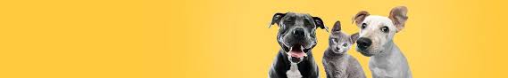Since 1978, pet express has been trusted by families to safely relocate their pets all over the world. Flying With Pets Tap Air Portugal