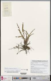 Image result for Polystachya adansoniae