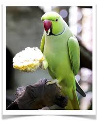 Exotic Bird Eggs For Sale In India We Ship Green Indian Ringneck Parakeets For Sale Parakeet Birds For Sale African Grey Parrot