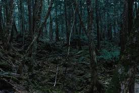 Long Before Video Japanese Fought Suicide In The Sea Of Trees The New York Times