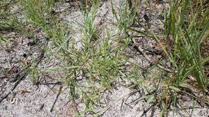 Image result for Eragrostis dinteri