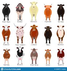 Black And White Cow Name Illustration About Various Cattle Breeds Chart With Breeds Name Colors Patterns On White Illustration Of Full Brahman In 2020 Sheep Breeds Horse Coat Colors Cattle