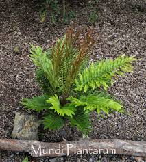 Image result for Blechnum tabulare