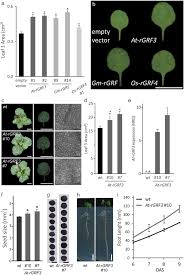 Maybe you would like to learn more about one of these? Robust Increase Of Leaf Size By Arabidopsis Thaliana Grf3 Like Transcription Factors Under Different Growth Conditions Scientific Reports