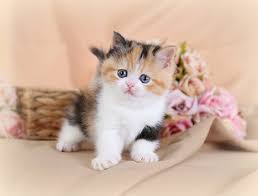 Persian cats are not a particularly active cat breed. Exotic Shorthair Persian Kittens The Lazy Man S Persianpersian Himalayan Kittens For Sale In A Rainbow Of Colors In Business For 32 Years