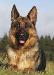 Protection Trained German Shepherds For Sale German Shepherd German Shepherd Puppies Dogs