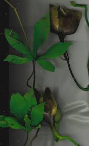 Image result for Merremia tuberosa