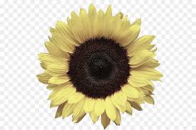 Bunga putih, bunga chamomile romawi, camomile, fotografi, bunga matahari, minyak png. Umum Bunga Matahari Desktop Wallpaper Mengedit Gambar Png