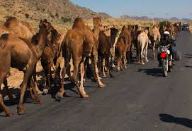 If you purchase a product through one of them, i will receive a commission at no additional cost to you. Rajasthan Motorcycle Tours Royal Enfield Tour Rajasthan Golden Triangle Motorcycle Tour Motorcycle Expeditions