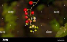 Image result for Petiveriaceae